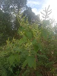 Lepechinia betonicifolia image