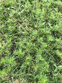 Tagetes filifolia image