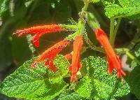 Salvia squalens image