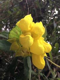 Calceolaria crenata image