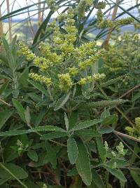 Lepechinia betonicifolia image