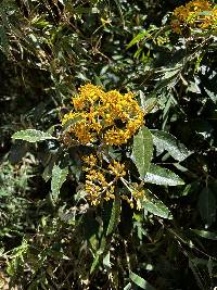 Gynoxys laurifolia image