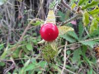 Solanum sisymbriifolium image