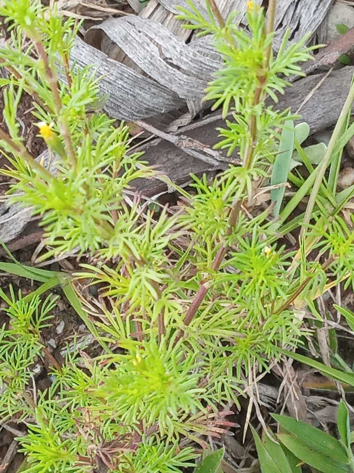 Tagetes filifolia image