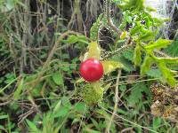 Solanum sisymbriifolium image