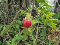 Solanum sisymbriifolium image