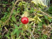 Solanum sisymbriifolium image