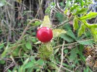 Solanum sisymbriifolium image