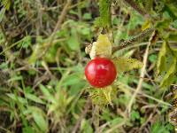 Solanum sisymbriifolium image