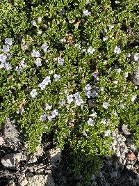 Clinopodium nubigenum image