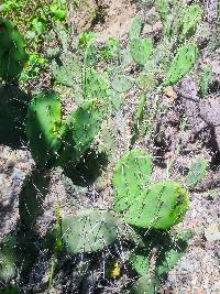 Opuntia quitensis image