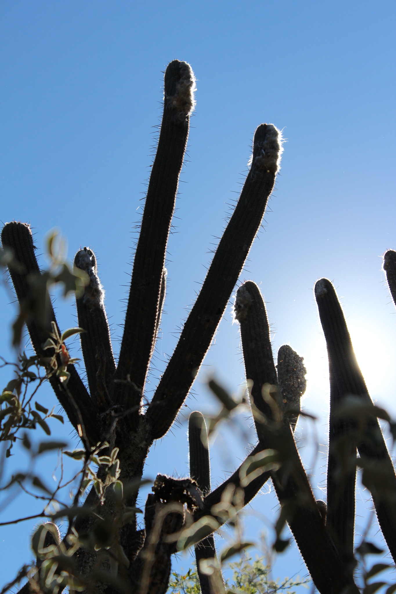 Espostoa lanata image