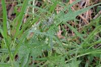 Cirsium vulgare image