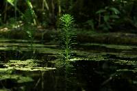 Myriophyllum aquaticum image