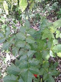 Bursera graveolens image