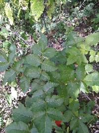 Bursera graveolens image