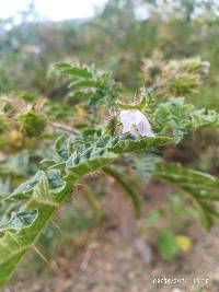 Solanum sisymbriifolium image