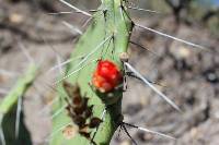 Opuntia quitensis image