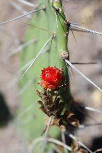 Opuntia quitensis image