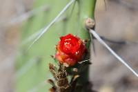 Opuntia quitensis image