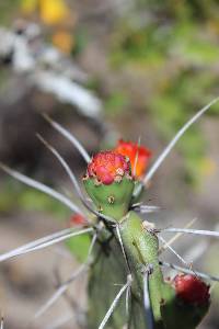 Opuntia quitensis image