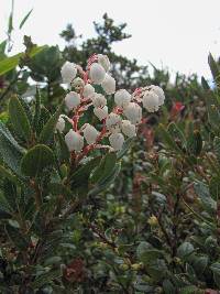 Gaultheria myrsinoides image