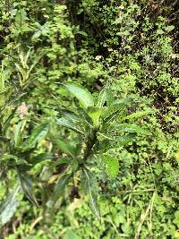 Baccharis latifolia image