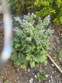 Borago officinalis image