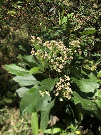 Baccharis latifolia image