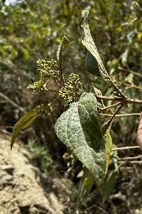 Kaunia longipetiolata image