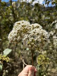 Kaunia longipetiolata image