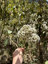 Kaunia longipetiolata image