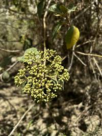 Kaunia longipetiolata image