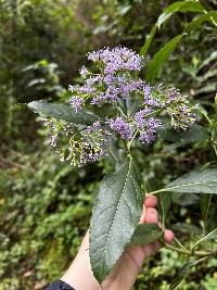 Raulinoreitzia crenulata image