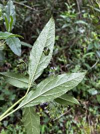 Raulinoreitzia crenulata image