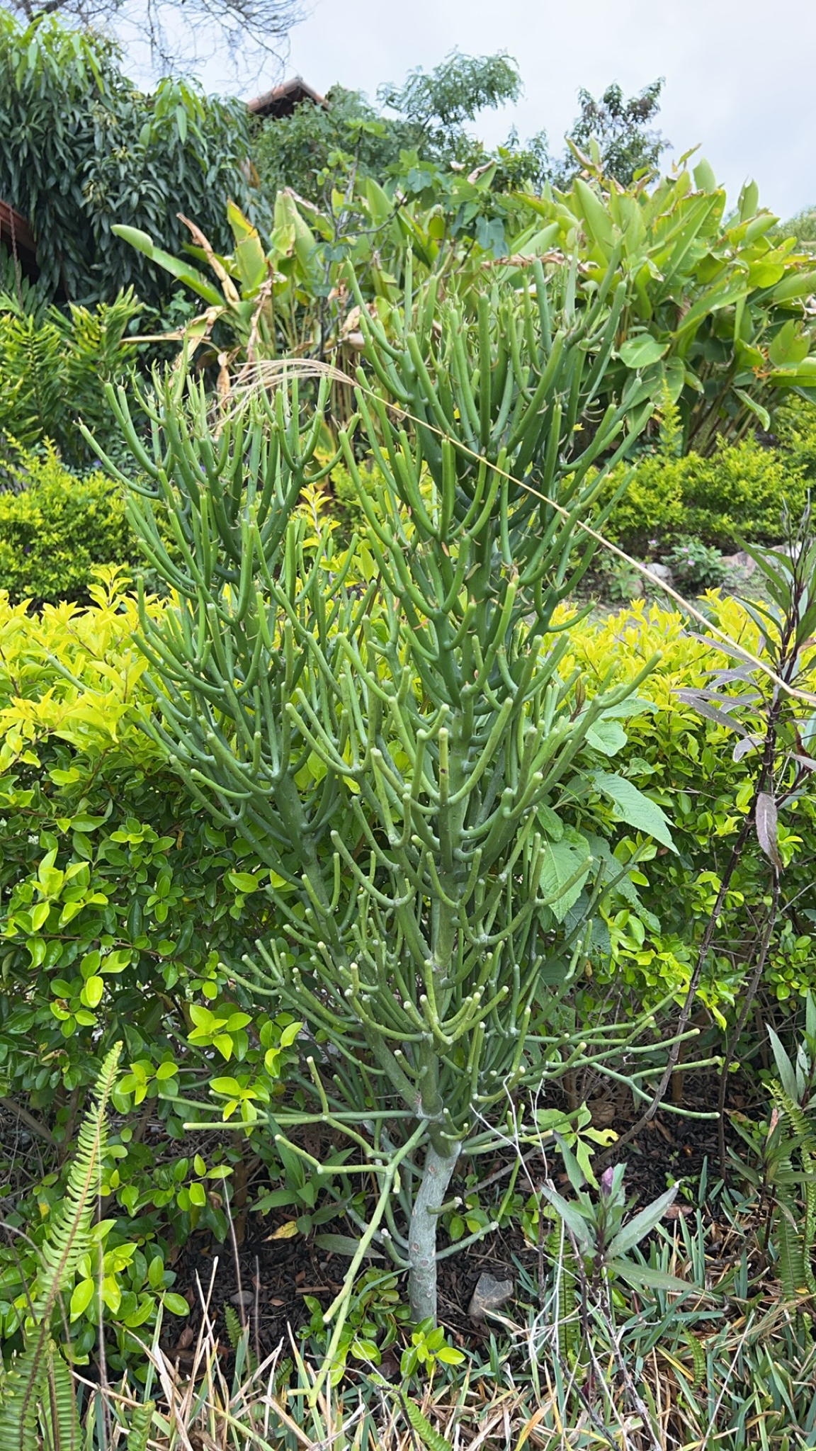 Euphorbia tirucalli image