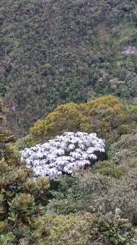 Image of Cecropia telenitida