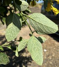 Cordia lutea image