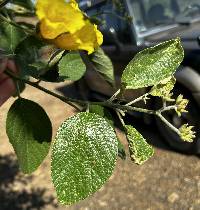 Cordia lutea image