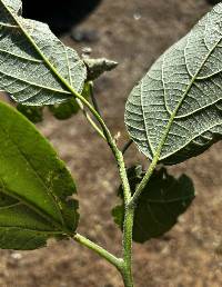 Cordia lutea image