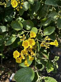 Cordia lutea image