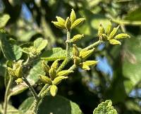 Cordia lutea image