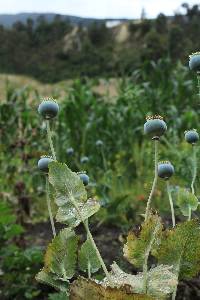 Papaver somniferum image