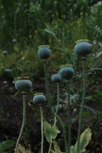 Papaver somniferum image