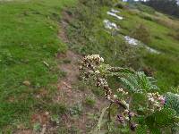 Rubus niveus image