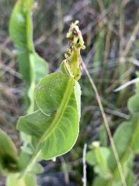 Baccharis genistelloides image