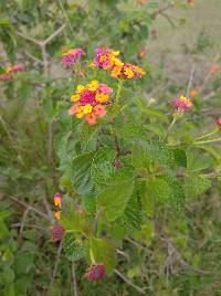 Lantana camara image