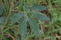 Mimosa albida image