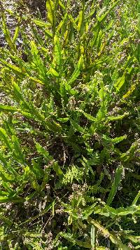 Baccharis genistelloides image