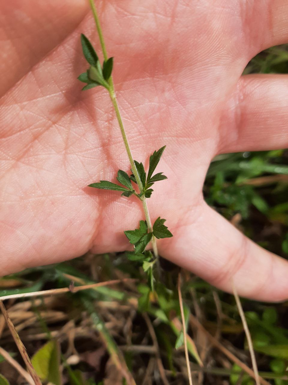 Bidens andicola image